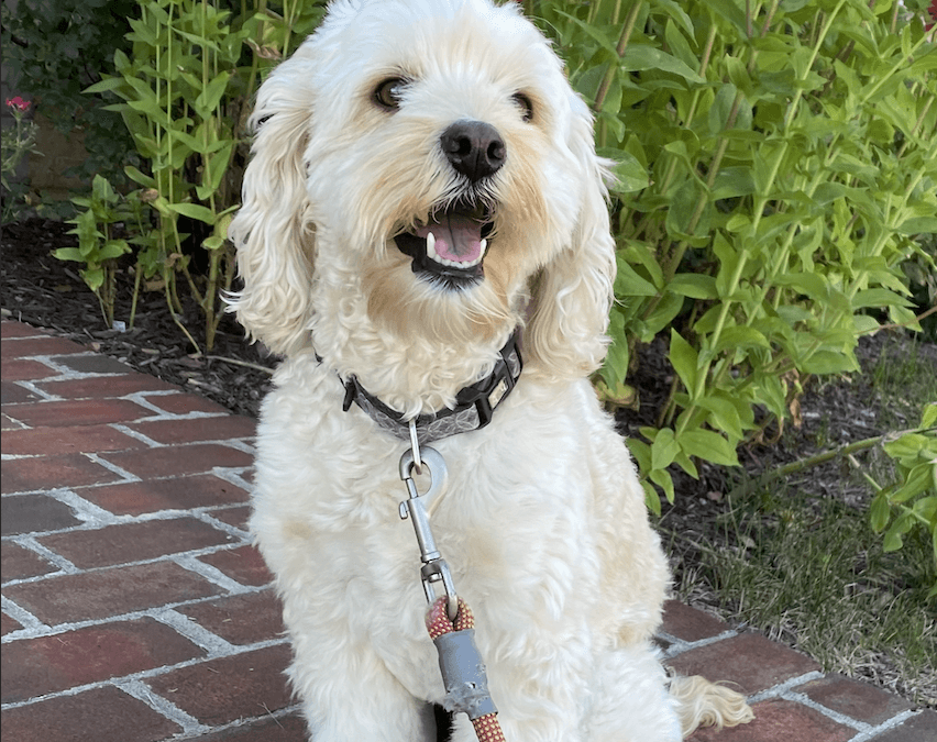 Your First Few Days at Home